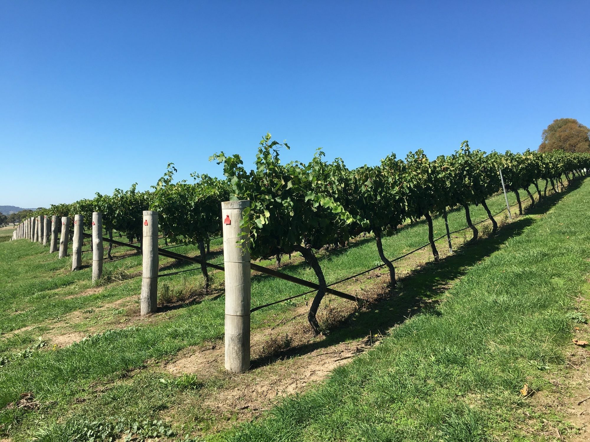 Turners Vineyard Motel Orange Exterior foto